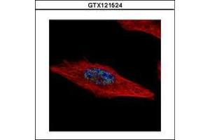 Image no. 2 for anti-Hexamthylene Bis-Acetamide Inducible 2 (HEXIM2) (AA 1-264) antibody (ABIN1498643) (HEXIM2 抗体  (AA 1-264))