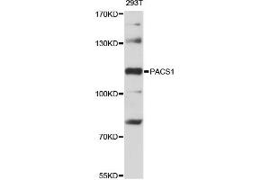 Western blot analysis of extracts of 293T cells, using PACS1 antibody (ABIN6293905) at 1:3000 dilution. (PACS1 抗体)