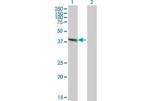 Western Blot analysis of DNASE2 expression in transfected 293T cell line by DNASE2 MaxPab polyclonal antibody. (DNASE2 抗体  (AA 1-360))