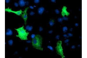 Anti-CCM2 mouse monoclonal antibody (ABIN2454978) immunofluorescent staining of COS7 cells transiently transfected by pCMV6-ENTRY CCM2 (RC201418). (CCM2 抗体)