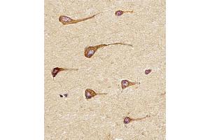 Antibody staining EREG in Human brain tissue sections by Immunohistochemistry (IHC-P - paraformaldehyde-fixed, paraffin-embedded sections). (Epiregulin 抗体  (C-Term))