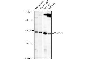 Western blot analysis of extracts of various cell lines, using /AMID antibody (ABIN6129888, ABIN6136678, ABIN6136679 and ABIN6215707) at 1:1000 dilution. (AIFM2 抗体  (AA 1-373))