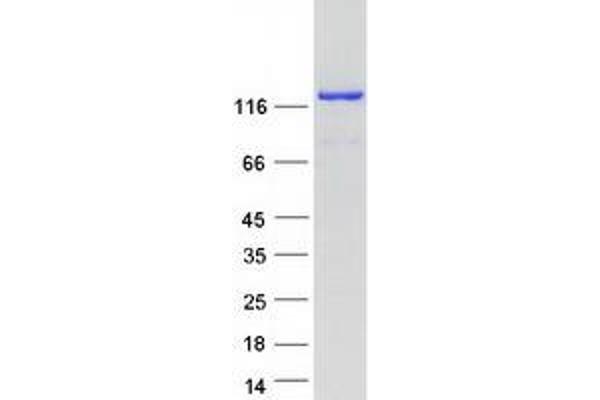 RAB3GAP1 Protein (Transcript Variant 1) (Myc-DYKDDDDK Tag)