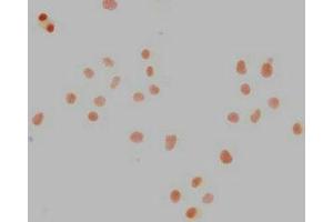 Immunocytochemistry (ICC) image for anti-Nanog Homeobox (NANOG) (AA 1-305) antibody (ABIN7155816)
