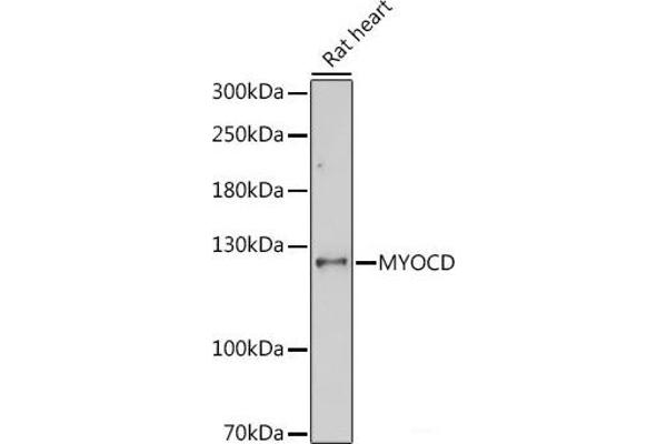 Myocardin 抗体