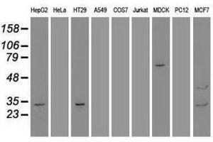 Image no. 2 for anti-Goosecoid Homeobox (GSC) (AA 107-257) antibody (ABIN1490824) (GSC 抗体  (AA 107-257))