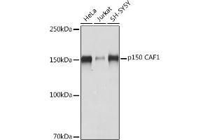 Western blot analysis of extracts of various cell lines, using p150 C Rabbit mAb (ABIN7266356) at 1:1000 dilution. (CHAF1A 抗体)