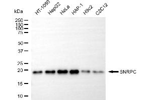 Western blotting analysis using SNRPC antibody (ABIN7800380).