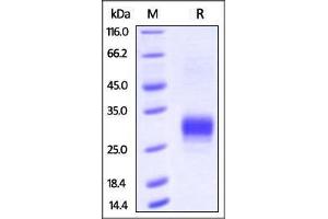 SDS-PAGE (SDS) image for Fc Fragment of IgG, Low Affinity IIb, Receptor (CD32) (FCGR2B) (AA 46-217) (Active) protein (His tag,AVI tag,Biotin) (ABIN2870542)