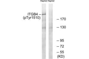 Western Blotting (WB) image for anti-Integrin beta 4 (ITGB4) (pTyr1510) antibody (ABIN1847390) (Integrin beta 4 抗体  (pTyr1510))