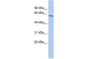 Western Blotting (WB) image for anti-Nuclear Prelamin A Recognition Factor (NARF) antibody (ABIN2459765) (NARF 抗体)