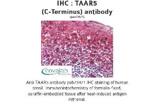 Image no. 2 for anti-Trace Amine Associated Receptor 5 (TAAR5) (C-Term) antibody (ABIN1739861) (TAAR5 抗体  (C-Term))