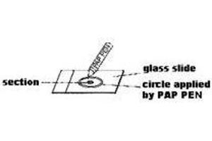 Method for Paraffin Sections Sections should be quickly deparaffinized by xylene, then washed out with ethanol.
