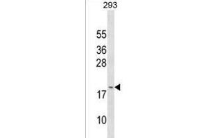 GAGE3 Antibody (N-term) (ABIN1538869 and ABIN2849934) western blot analysis in 293 cell line lysates (35 μg/lane). (GAGE3 抗体  (N-Term))