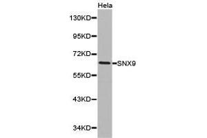 Western Blotting (WB) image for anti-Sorting Nexin 9 (SNX9) antibody (ABIN1874896) (SNX9 抗体)