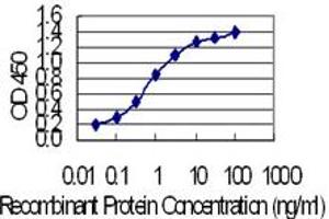 Detection limit for recombinant GST tagged KRT24 is 0. (Keratin 24 抗体  (AA 426-525))