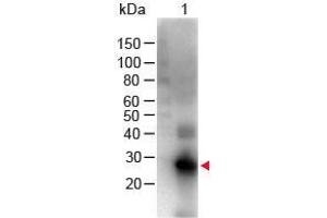 Western Blot of Goat anti-F(ab')2 Human IgG F(c) Antibody Biotin Conjugated Pre-Adsorbed Lane 1: Human Fc Load: 100 ng per lane Primary Antibody: F(ab')2 Human IgG F(c) Antibody Biotin Conjugated Pre-Adsorbed at 1:1000 for 60 min RT Secondary antibody: HRP Conjugated Streptavidin at 1:40,000 for 30 min at RT Block: ABIN925618 for 30 min at RT Predicted/Obsevered Size: 28 kDa/28 kDa