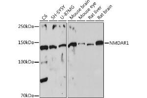 GRIN1/NMDAR1 抗体  (AA 600-700)