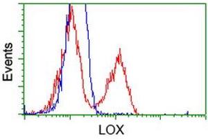 Image no. 14 for anti-Lysyl Oxidase (LOX) (AA 22-168) antibody (ABIN1491217) (LOX 抗体  (AA 22-168))