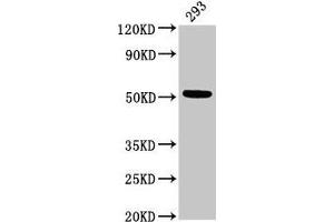 Western Blot Positive WB detected in: 293 whole cell lysate All lanes: TUBB3 antibody at 3 μg/mL Secondary Goat polyclonal to rabbit IgG at 1/50000 dilution Predicted band size: 51, 43 kDa Observed band size: 51 kDa (TUBB3 抗体  (AA 1-210))