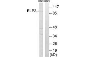 Western blot analysis of extracts from HT-29 cells, using ELP2 Antibody. (ELP2 抗体  (AA 771-820))