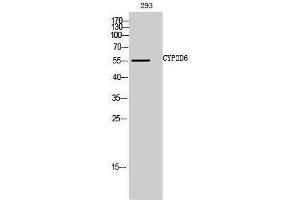 Western Blotting (WB) image for anti-Cytochrome P450, Family 2, Subfamily D, Polypeptide 6 (CYP2D6) (Internal Region) antibody (ABIN3184182) (CYP2D6 抗体  (Internal Region))
