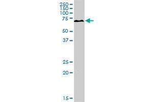PKLR MaxPab rabbit polyclonal antibody. (PKLR 抗体  (AA 1-574))