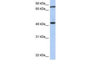 Image no. 1 for anti-Testis Expressed 9 (TEX9) (AA 287-336) antibody (ABIN6743917) (TEX9 抗体  (AA 287-336))