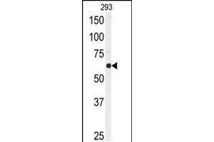 Western blot analysis of anti-USP3 Antibody in 293 cell line lysates (35ug/lane) (USP3 抗体  (N-Term))