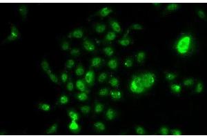 Immunofluorescence analysis of U2OS cells using NELFE Polyclonal Antibody (RDBP 抗体)