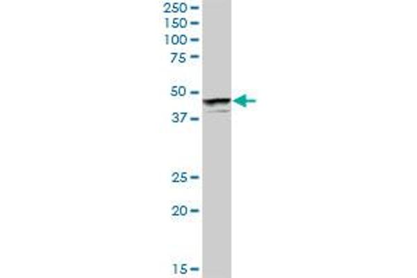 PHF19 antibody  (AA 1-207)