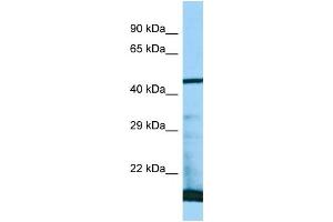 WB Suggested Anti-PAAF1 Antibody Titration: 1. (PAAF1 抗体  (N-Term))