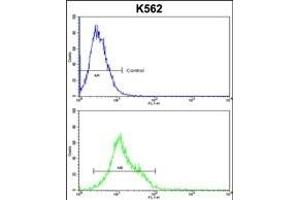 HSPH1 Antibody (Center) (ABIN650749 and ABIN2839478) flow cytometric analysis of k562 cells (bottom histogram) compared to a negative control cell (top histogram). (HSPH1 抗体  (AA 549-579))