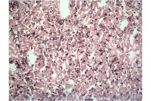 Immunohistochemistry (IHC) image for anti-Egf-Like Module Containing, Mucin-Like, Hormone Receptor-Like 1 (EMR1) antibody (ABIN2191819)