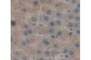 IHC-P analysis of Rat Tissue, with DAB staining. (Prothrombin 抗体  (AA 44-200))