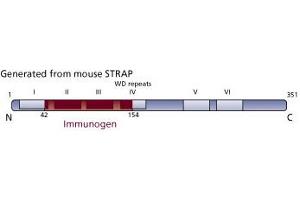 Image no. 3 for anti-Serine/threonine Kinase Receptor Associated Protein (STRAP) (AA 42-154) antibody (ABIN968485) (STRAP 抗体  (AA 42-154))