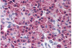 Human Pancreas (formalin-fixed, paraffin-embedded) stained with SNF1LK2 antibody ABIN239846 at 10 ug/ml followed by biotinylated anti-mouse IgG secondary antibody ABIN481714, alkaline phosphatase-streptavidin and chromogen. (SIK2 抗体)