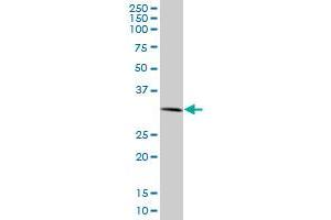 RNF2 monoclonal antibody (M09), clone 4A12. (RNF2 抗体  (AA 192-290))
