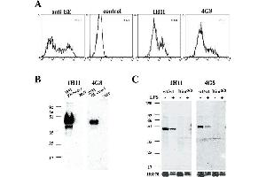 Western Blotting (WB) image for anti-Caspase 1 (CASP1) antibody (ABIN187450) (Caspase 1 抗体)