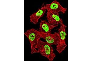 Immunofluorescence (IF) image for anti-Heterogeneous Nuclear Ribonucleoprotein M (HNRNPM) (AA 17-161) antibody (ABIN7193216)