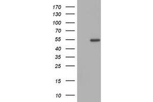 Image no. 1 for anti-Zinc Finger Protein 365 (ZNF365) (AA 108-407) antibody (ABIN1490830) (ZNF365 抗体  (AA 108-407))