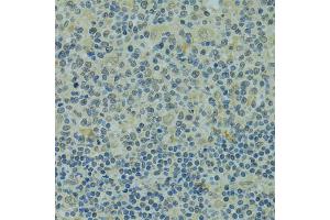Immunohistochemistry of paraffin-embedded human tonsil using IVNS1ABP antibody (ABIN1873334) at dilution of 1:100 (40x lens). (IVNS1ABP 抗体)