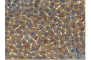 IHC-P analysis of Mouse Liver Tissue, with DAB staining. (Angiopoietin 1 抗体  (AA 35-231))