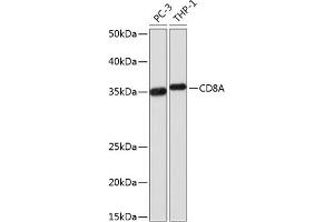 Western blot analysis of extracts of various cell lines, using CD8A Rabbit mAb (ABIN1512846, ABIN3021030, ABIN3021031 and ABIN7101333) at 1:1000 dilution. (CD8 alpha 抗体)