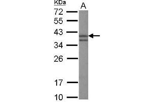 Western Blotting (WB) image for anti-Nanog Homeobox (NANOG) antibody (ABIN2854880)
