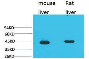 Western Blot (WB) analysis of 1) Mouse Liver Tissue, 2) Rat Liver Tissue using HAO1 Monoclonal Antibody.