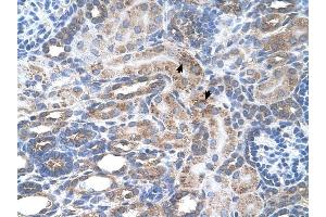 SLC29A2 antibody was used for immunohistochemistry at a concentration of 4-8 ug/ml to stain Epithelial cells of renal tubule (arrows) in Human Kidney. (SLC29A2 抗体)