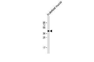 Anti-TME Antibody (C-Term) at 1:2000 dilution + human skeletal muscle lysate Lysates/proteins at 20 μg per lane. (TMEM115 抗体  (AA 249-283))