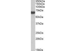 Western Blotting (WB) image for EH-Domain Containing 2 (EHD2) peptide (ABIN369793) (EH-Domain Containing 2 (EHD2) Peptide)