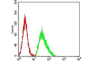 Flow cytometric analysis of HL-60 cells using CD137 mouse mAb (green) and negative control (red).